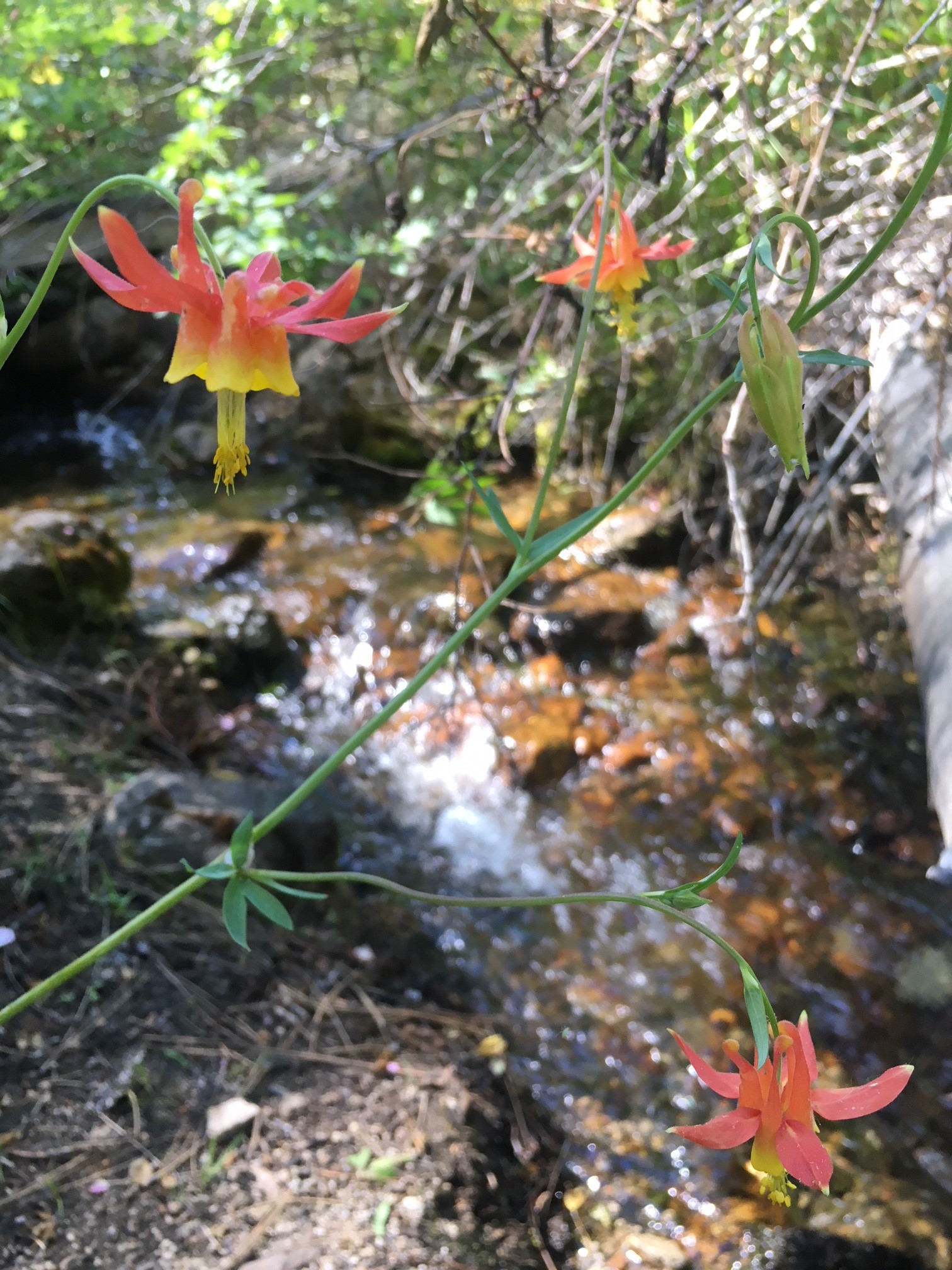 Columbine Flower Picture